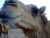 dubai camel.jpg